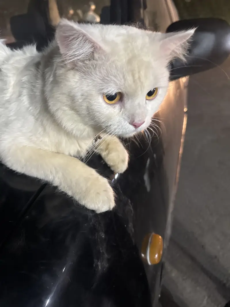 Cats pair for sale — photo 4