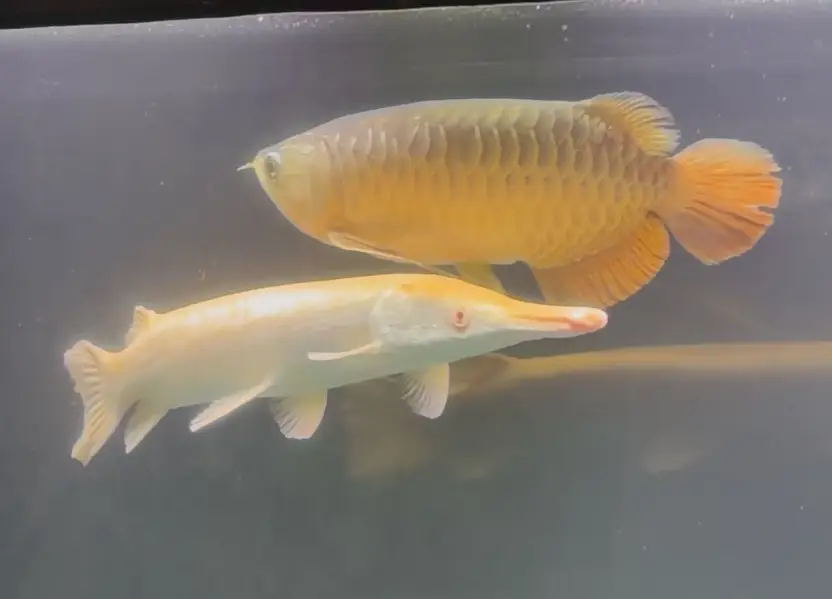 mix fishes available — photo 7