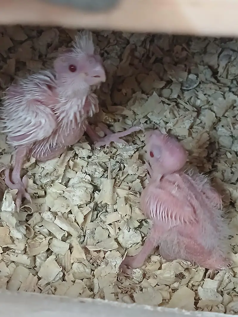 eno chicks red eyes — photo 3