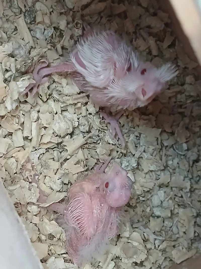 eno chicks red eyes — photo 4