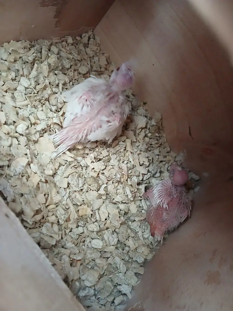 eno chicks red eyes — photo 5