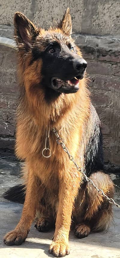 German Shepard Long Coat