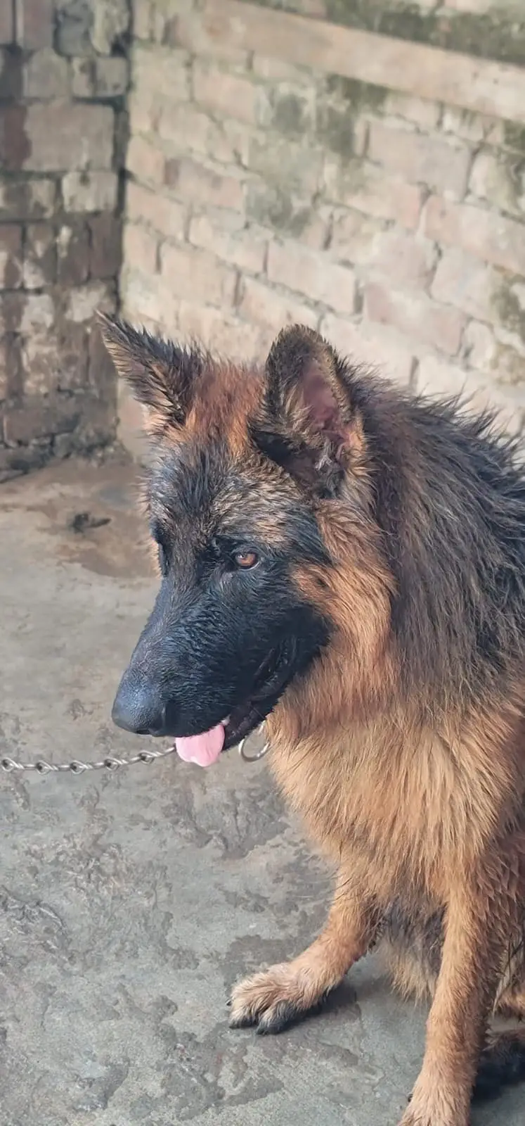 German Shepard Long Coat — photo 2