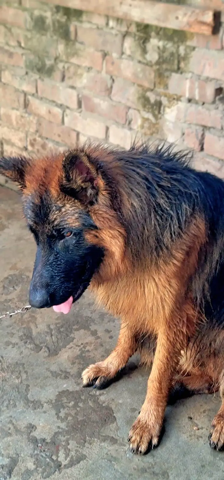 German Shepard Long Coat — photo 4