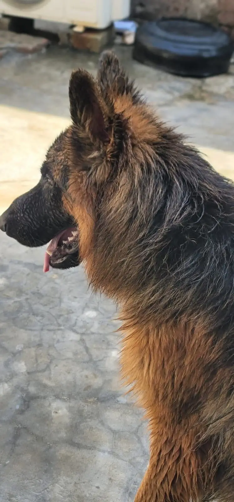 German Shepard Long Coat — photo 5
