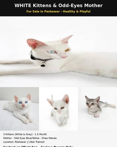 Odd Eyes Khao Manee Family - Mother + 3 Kittens - Peshawar