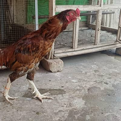 pure mianwali murga urgent for sale