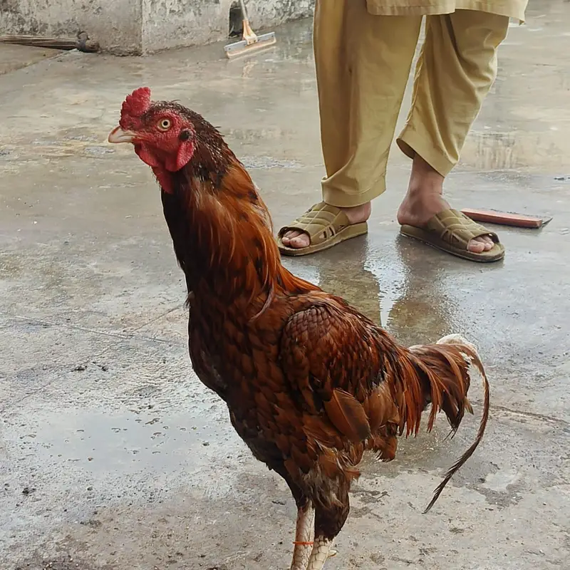 pure mianwali murga urgent for sale — photo 2