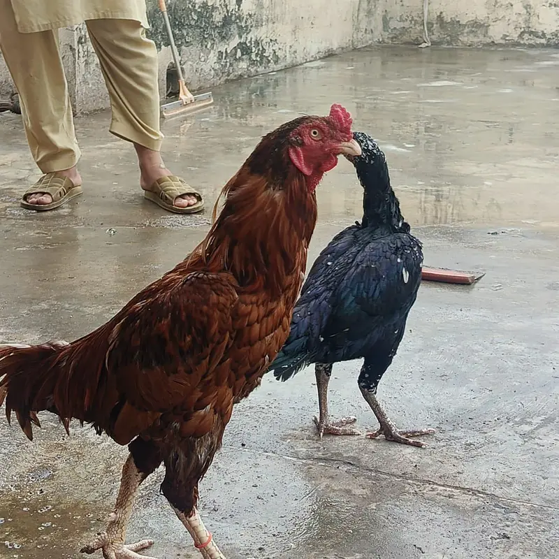 pure mianwali murga urgent for sale — photo 3