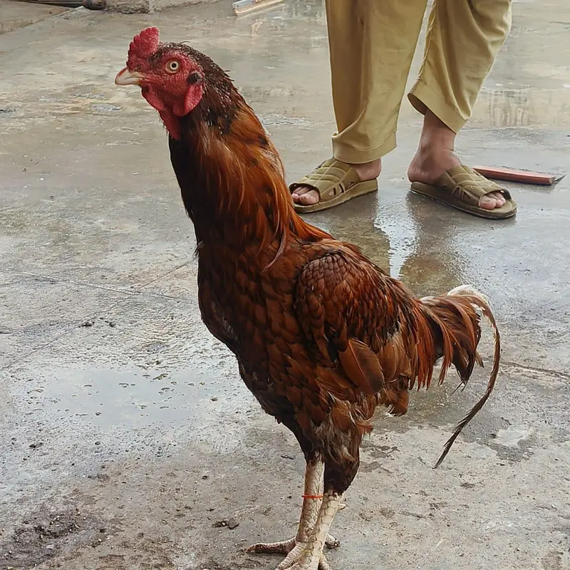 pure mianwali murga urgent for sale — photo 4