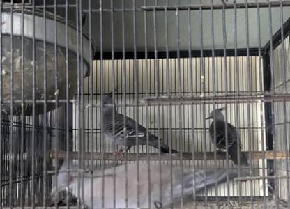 crested dove pair