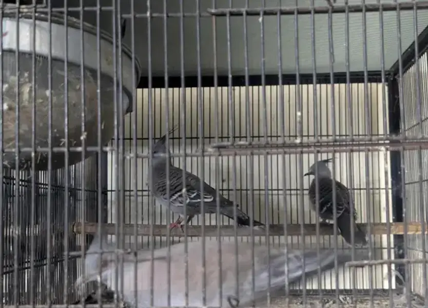 crested dove pair