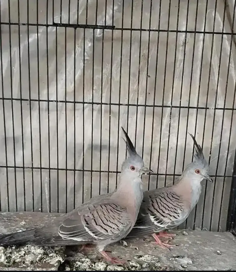 crested dove pair — photo 2