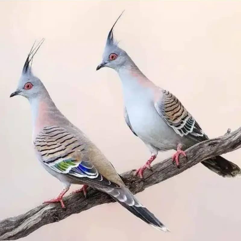 crested dove pair 2