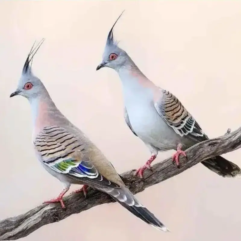 crested dove pair — photo 3