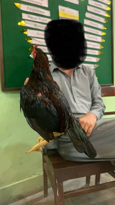 Lakha muska for sale