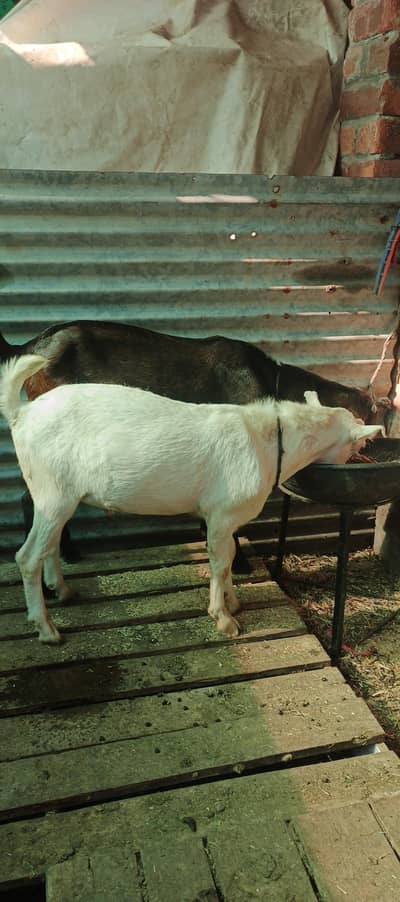 Bakra & Dumba