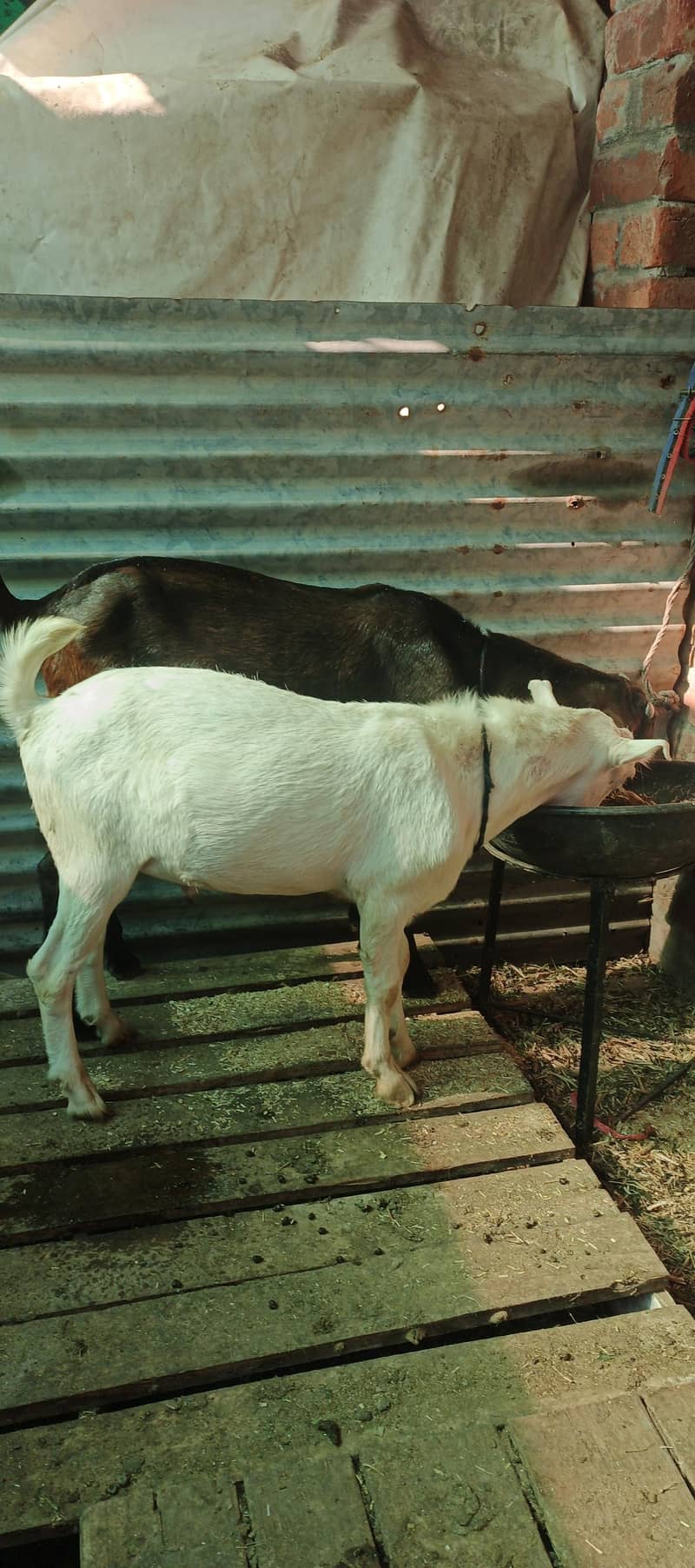 Bakra & Dumba 0
