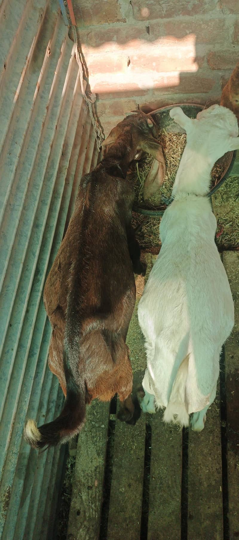 Bakra & Dumba 1