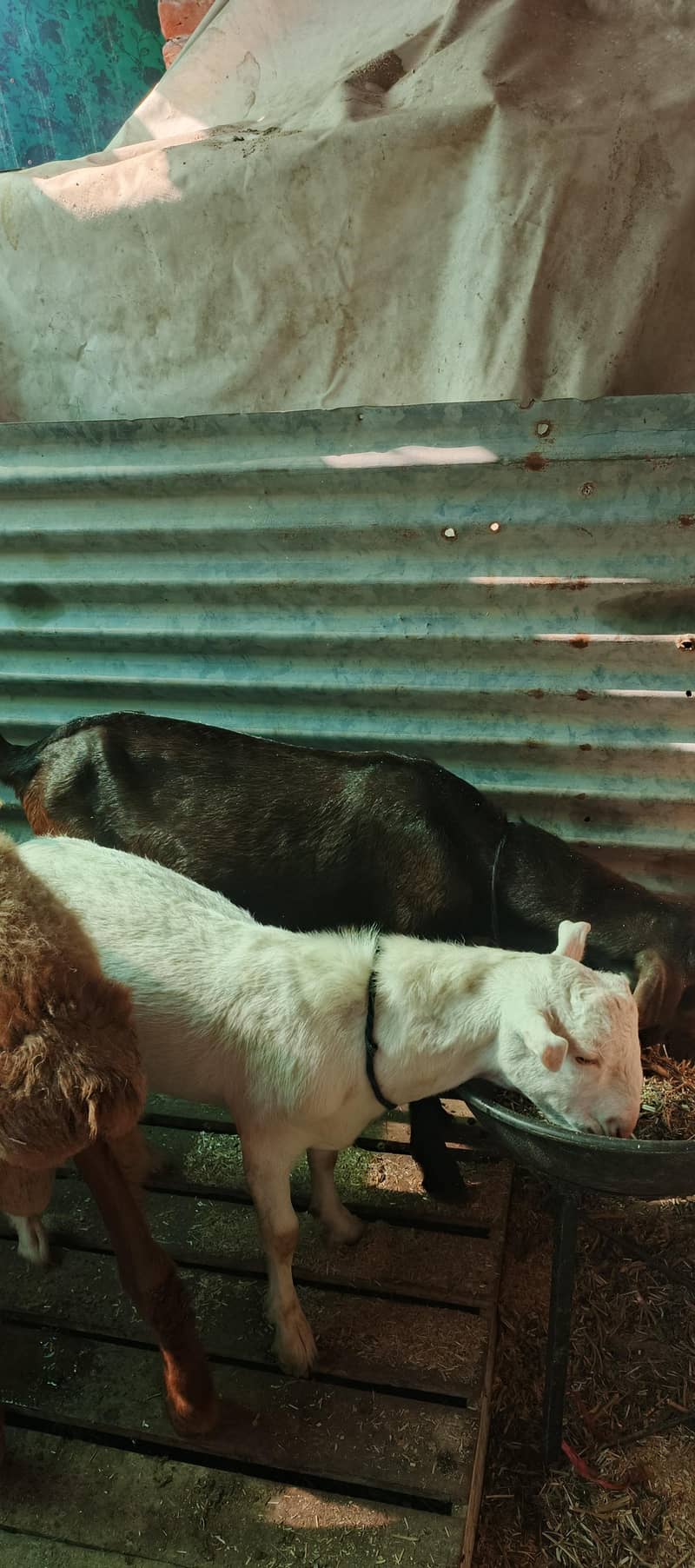 Bakra & Dumba 2