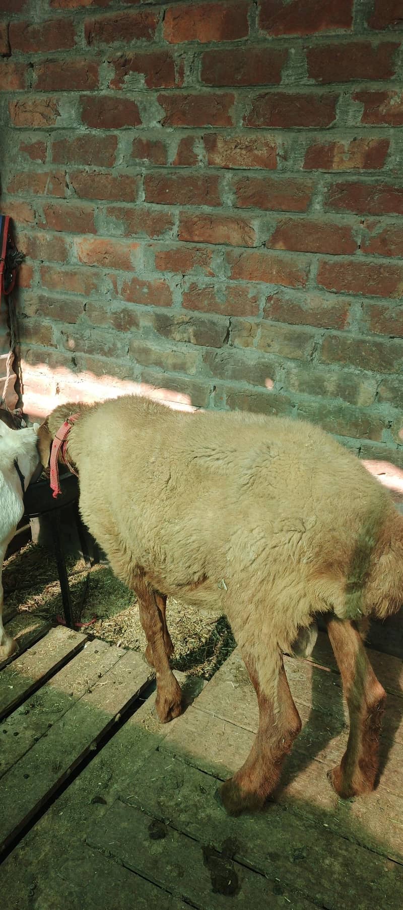 Bakra & Dumba 3