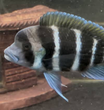 mix fishes available