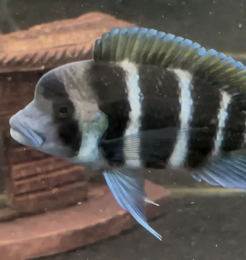 mix fishes available — photo 2