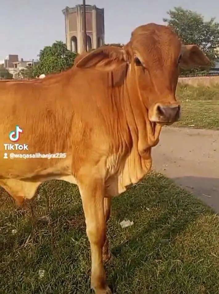 sahiwal brahman bachra
