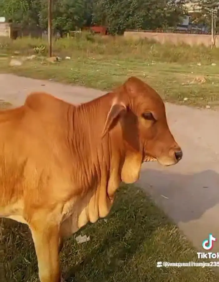sahiwal brahman bachra — photo 2
