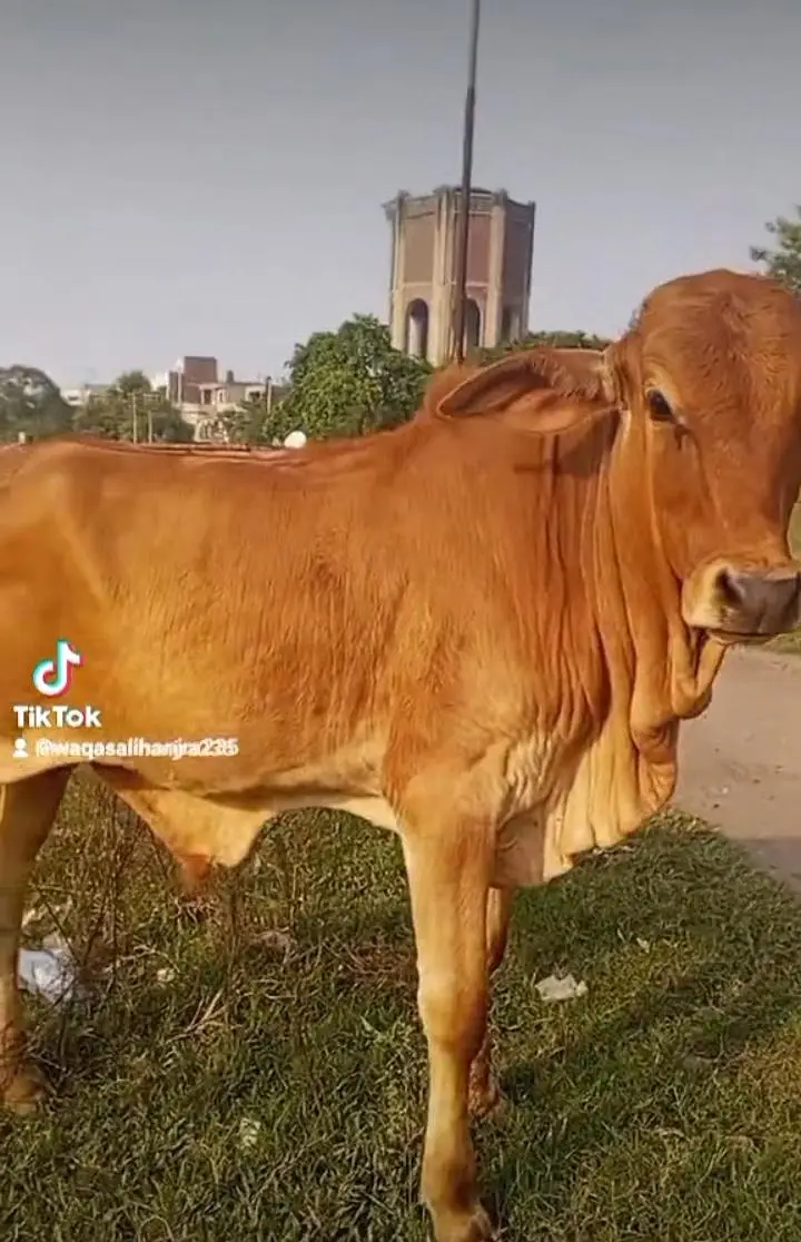 sahiwal brahman bachra — photo 3