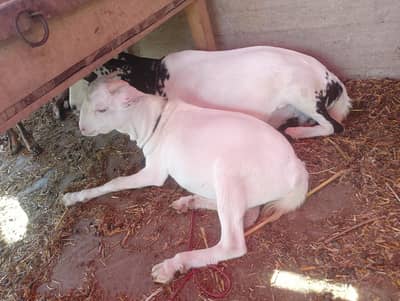 Barbari teady gulabi cross teady barbari male