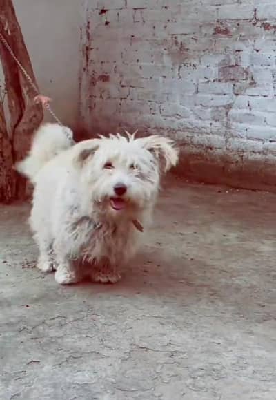 poodle pip dog good health