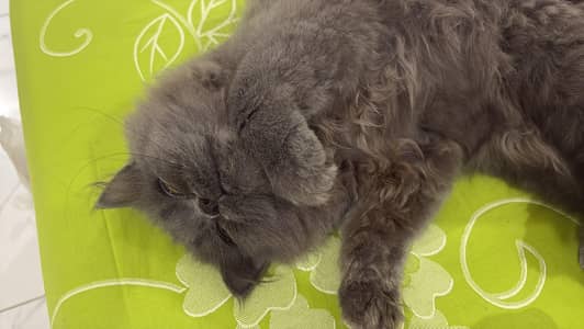Persian Triple Coat | Punch Face