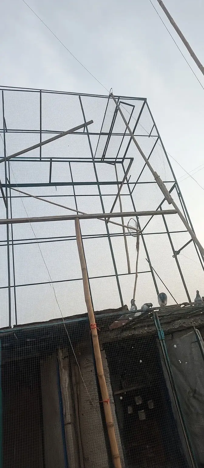 12x12 cage piegon cage/ jaal for sale Contact only on 03240635147 — photo 3