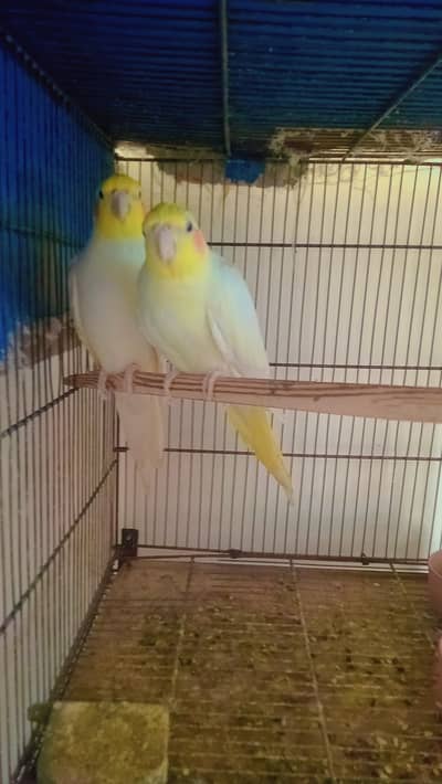 Cream Cocktail Breeder Pair