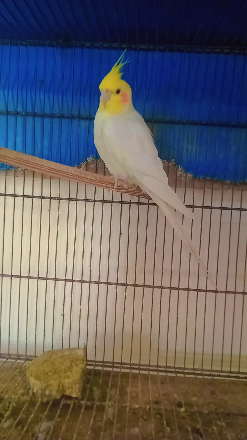 Cream Cocktail Breeder Pair — photo 2