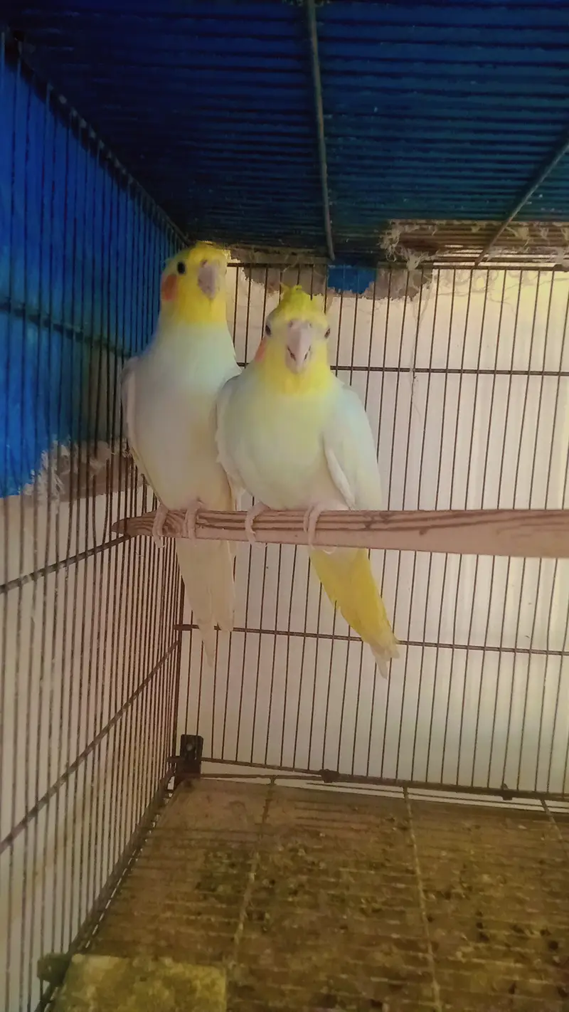 Cream Cocktail Breeder Pair — photo 3