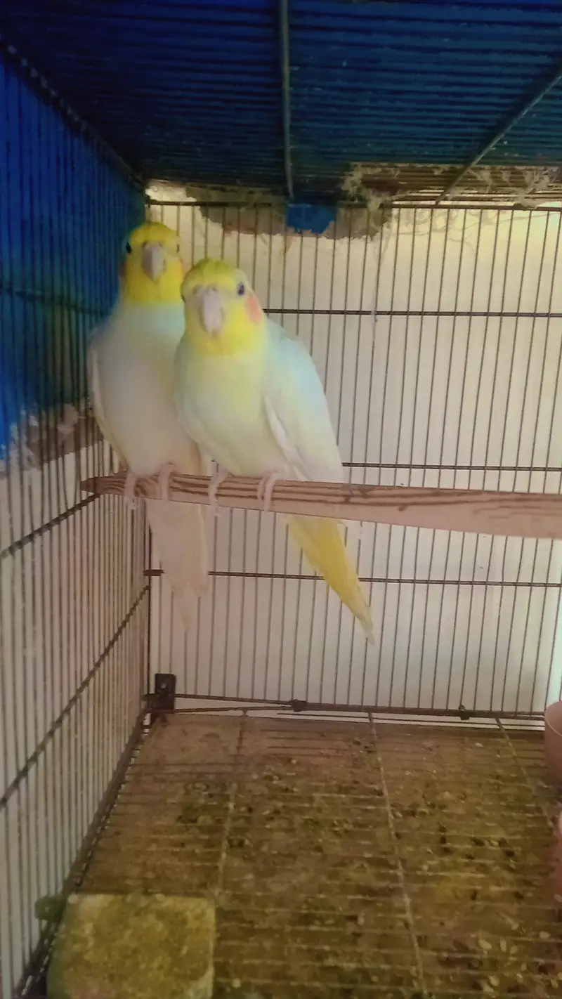 Cream Cocktail Breeder Pair — photo 4