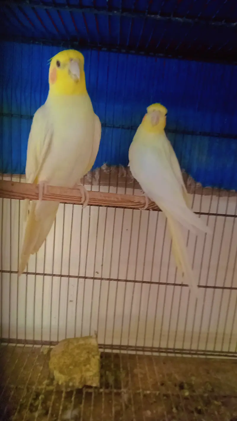 Cream Cocktail Breeder Pair — photo 5