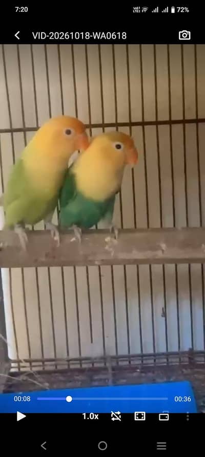 Pell fellow breeder pair