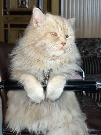 Beautiful & Well-Trained male Cat for Sale