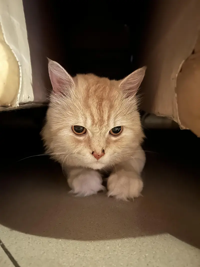 Beautiful & Well-Trained male Cat for Sale — photo 2
