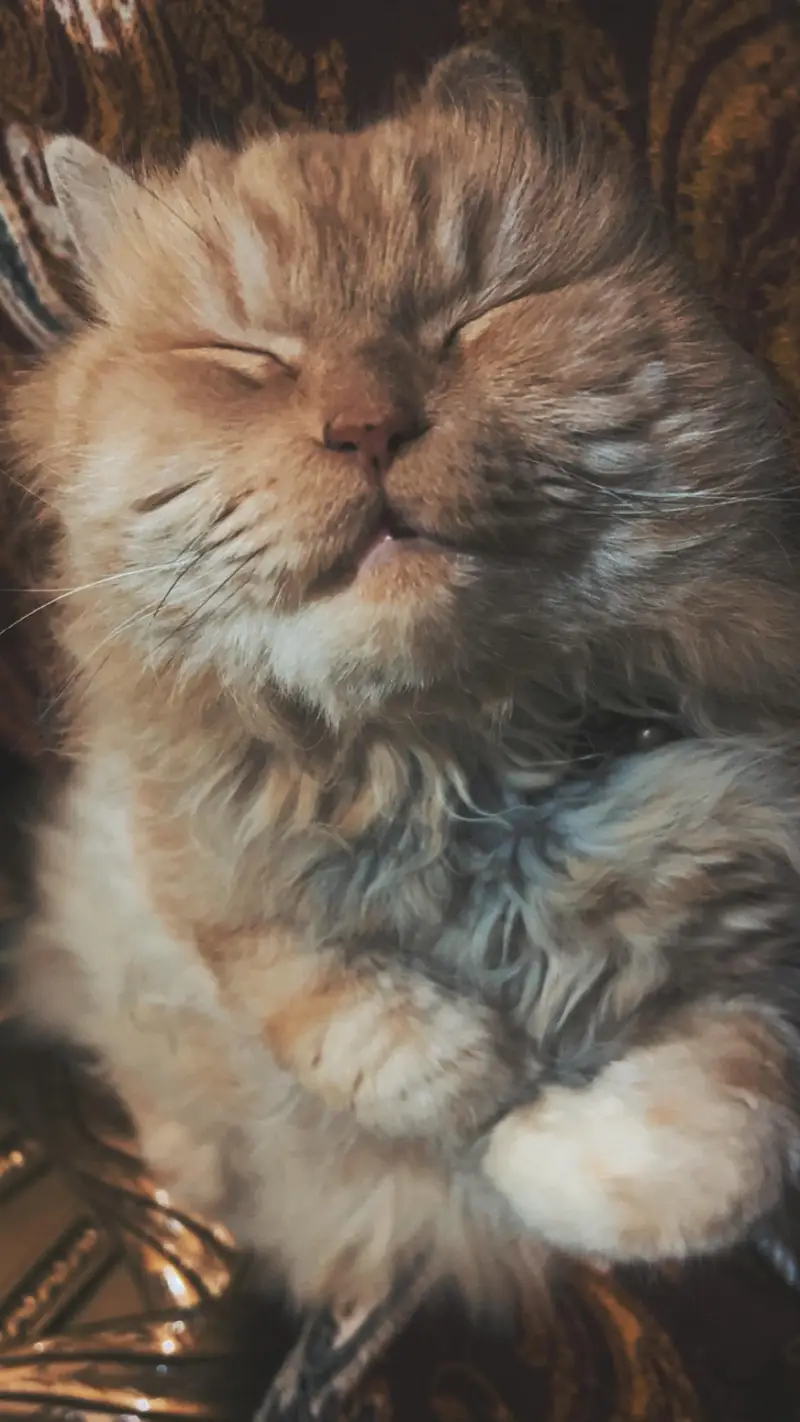 Beautiful & Well-Trained male Cat for Sale — photo 3