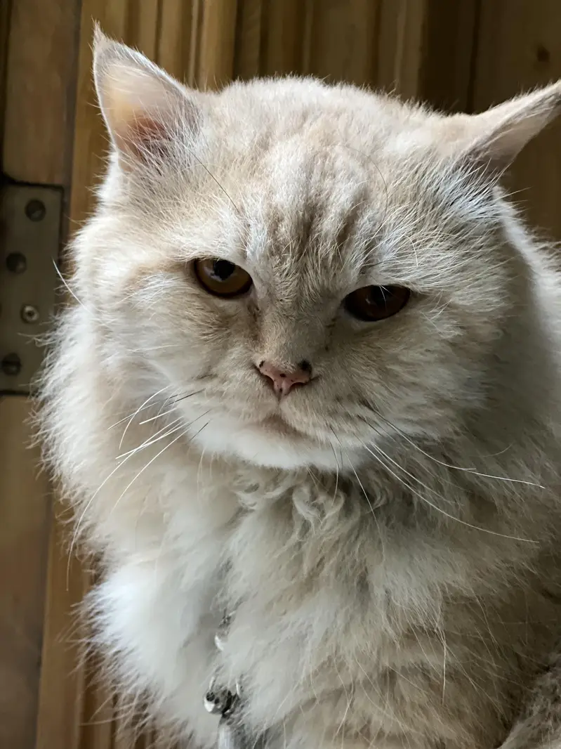 Beautiful & Well-Trained male Cat for Sale — photo 4