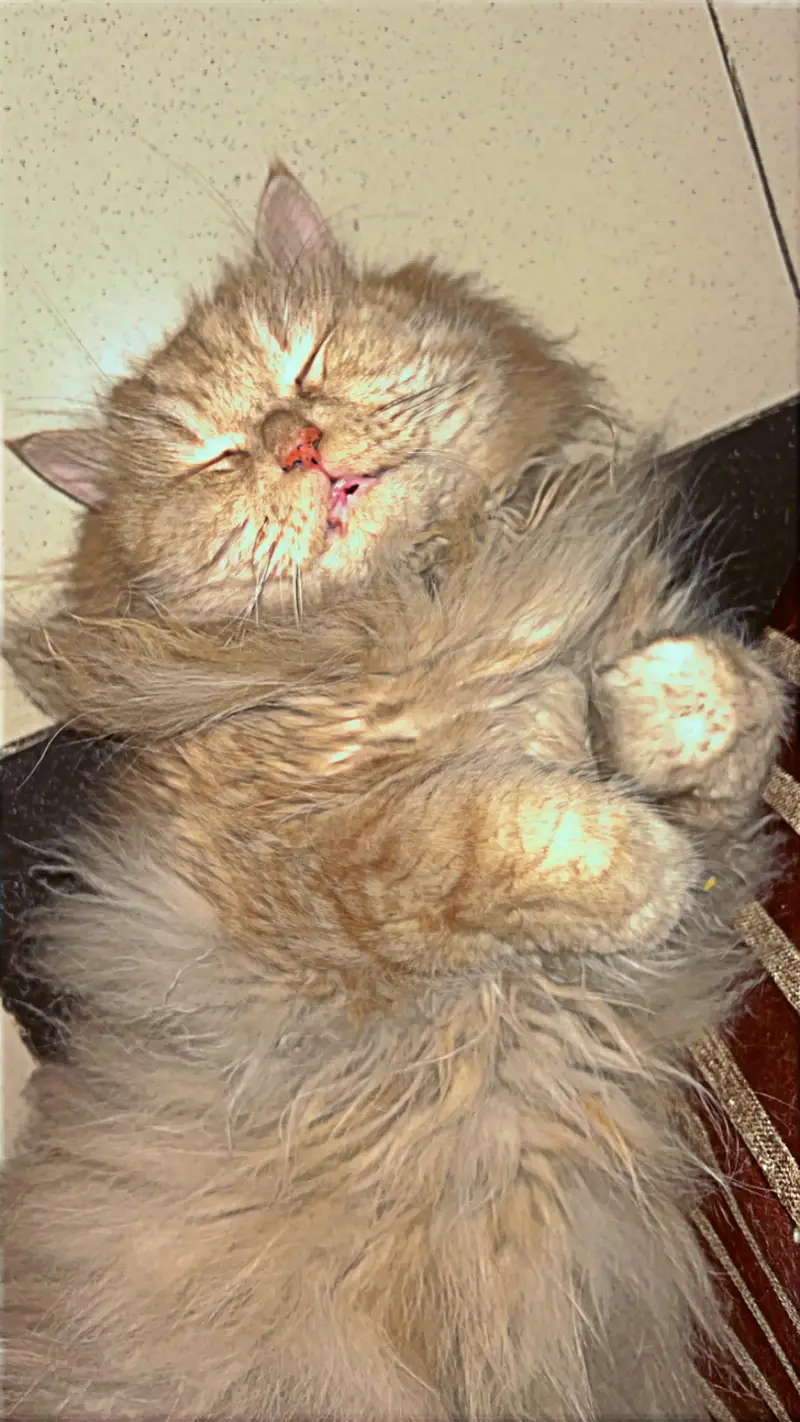 Beautiful & Well-Trained male Cat for Sale — photo 6