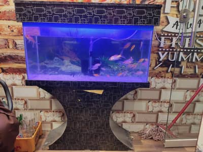 fish aquarium+fishes for sale