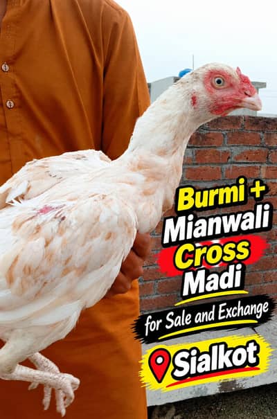 Burmi mianwali cross exchange