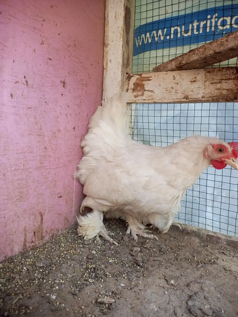 bantam for sell — photo 2