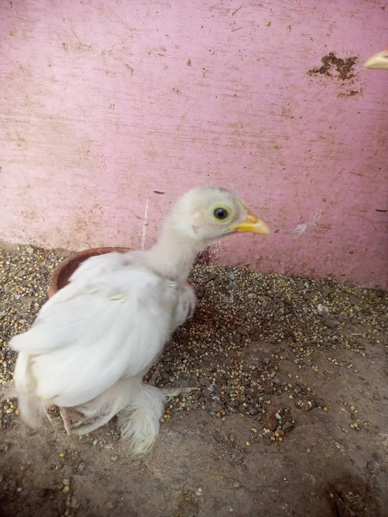 bantam for sell 2