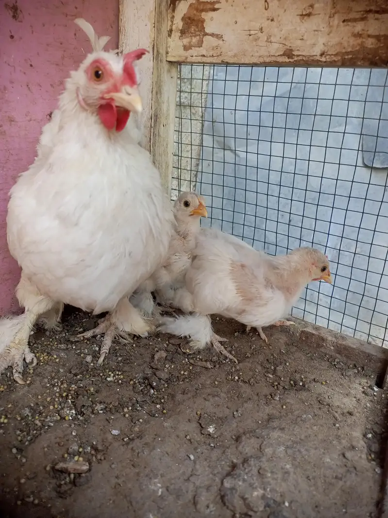 bantam for sell — photo 4